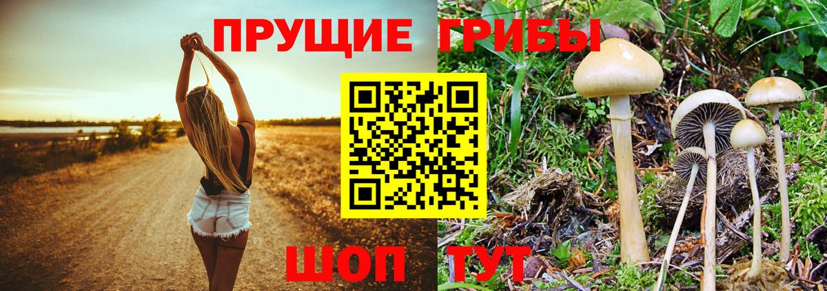 Галлюциногенные грибы прущие грибы Новоалександровск