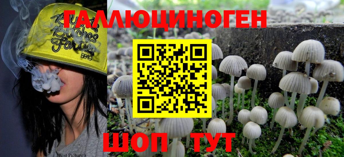 Новоалександровск  Псилоцибиновые грибы MAGIC MUSHROOMS  Вход с VPN 